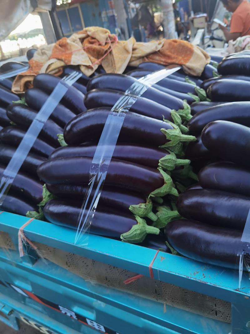 【实力】河南中牟精品棒茄大量上市货源稳定欢迎联系