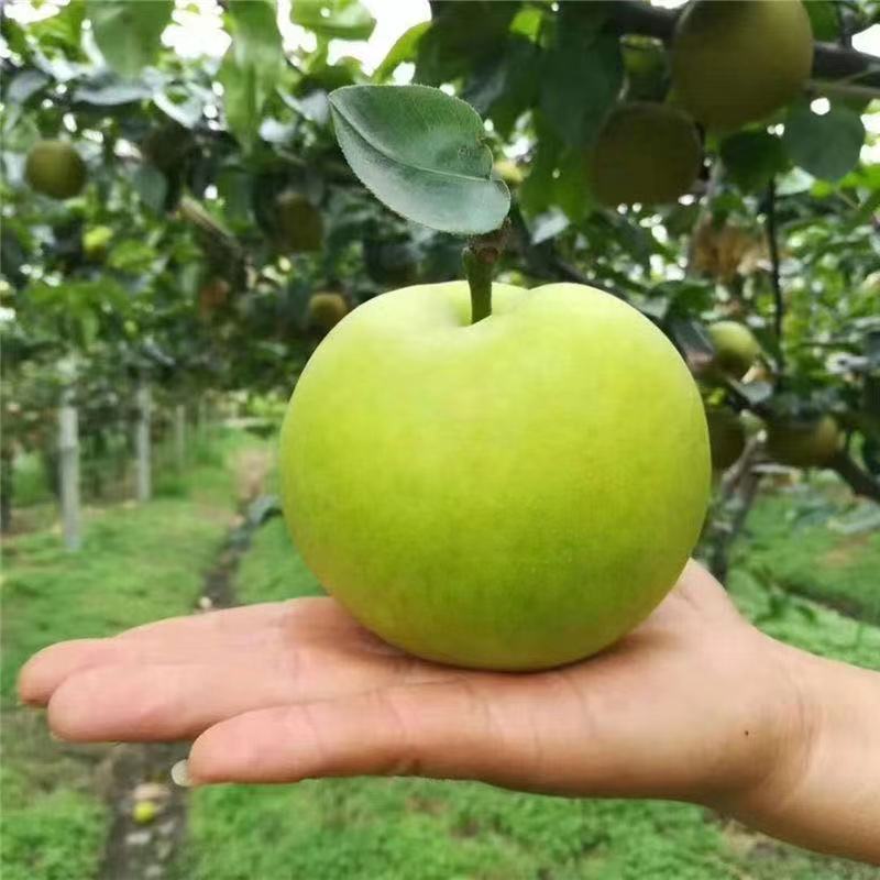 酥梨安徽砀山苏翠一号梨，万亩梨园现摘现发品质保证价格优惠