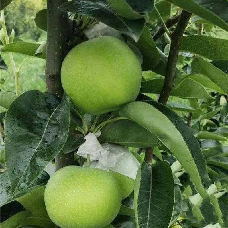 酥梨安徽砀山苏翠一号梨，万亩梨园现摘现发品质保证价格优惠