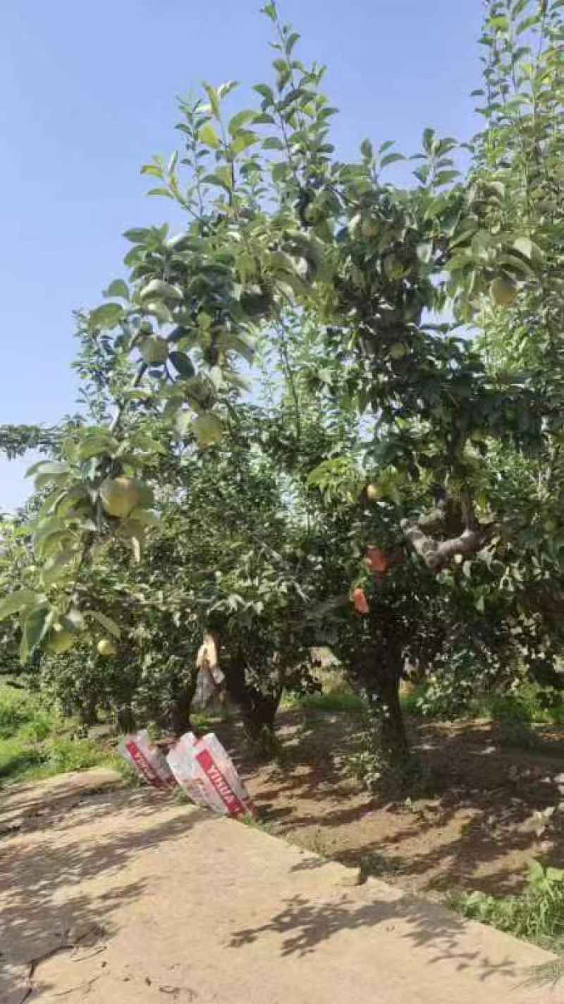 河北赵县新梨七号大量上市价格便宜一手货源