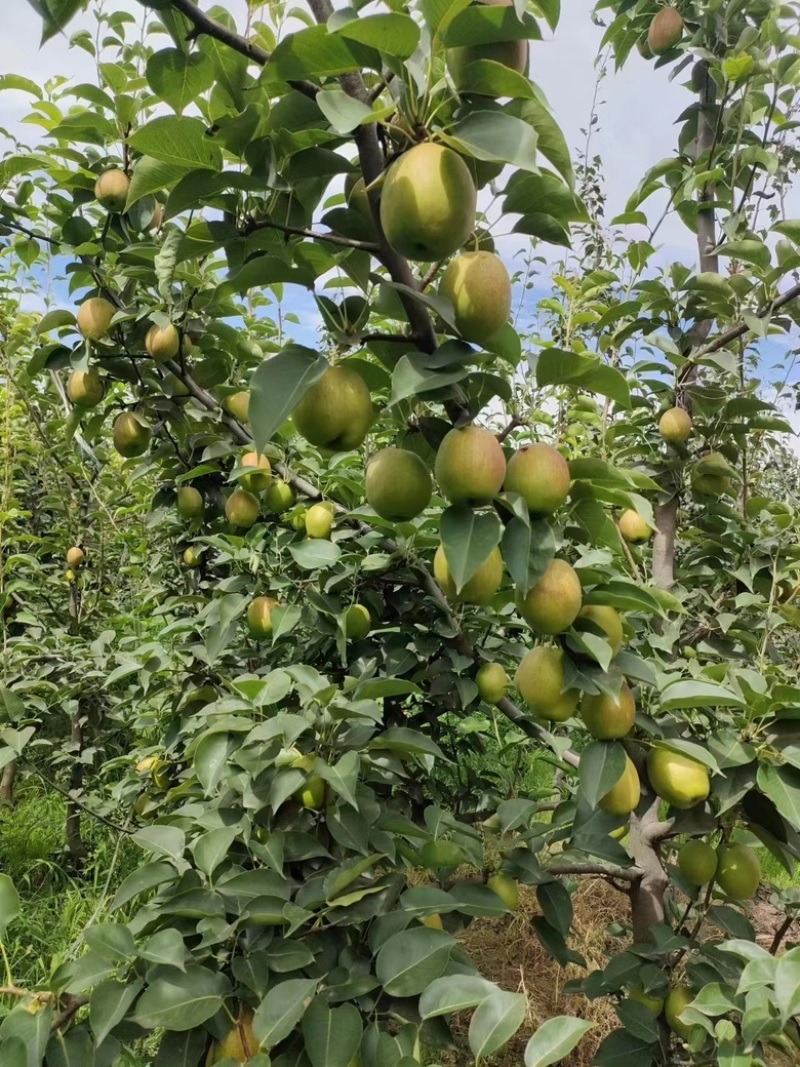 河北赵县新梨七号大量上市价格便宜一手货源