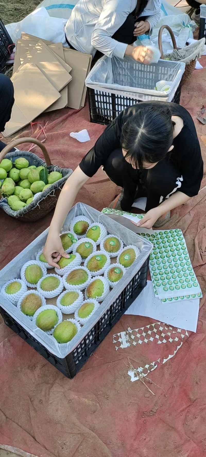 河北赵县新梨七号大量上市价格便宜一手货源