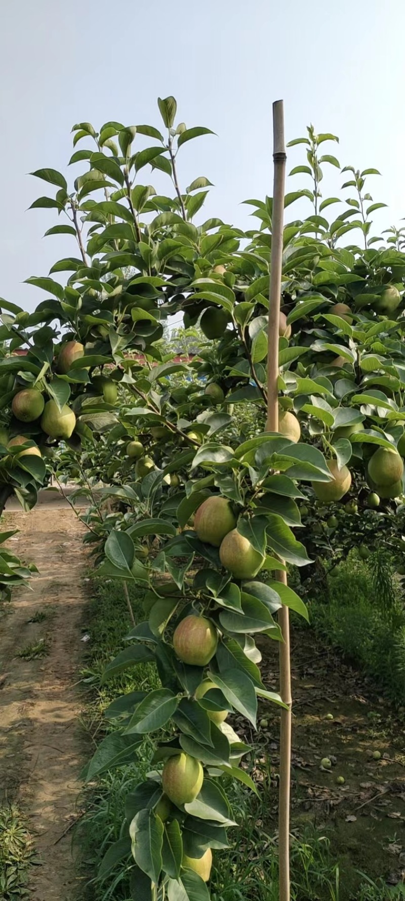 河北赵县新梨七号大量上市价格便宜一手货源