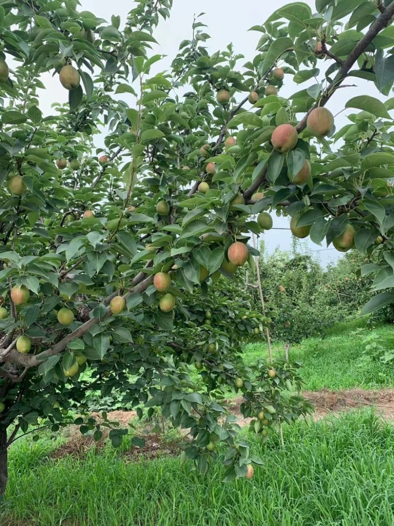 河北赵县新梨七号大量上市价格便宜一手货源