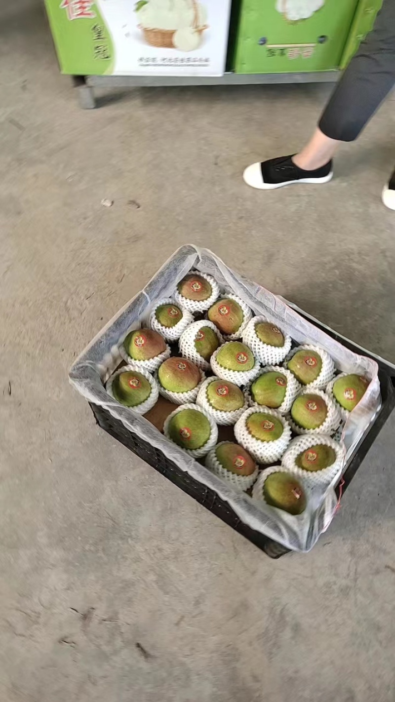 河北赵县新梨七号大量上市价格便宜一手货源