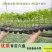 育苗穴盘育苗盘采用pe材质，防晒，有50、72等
