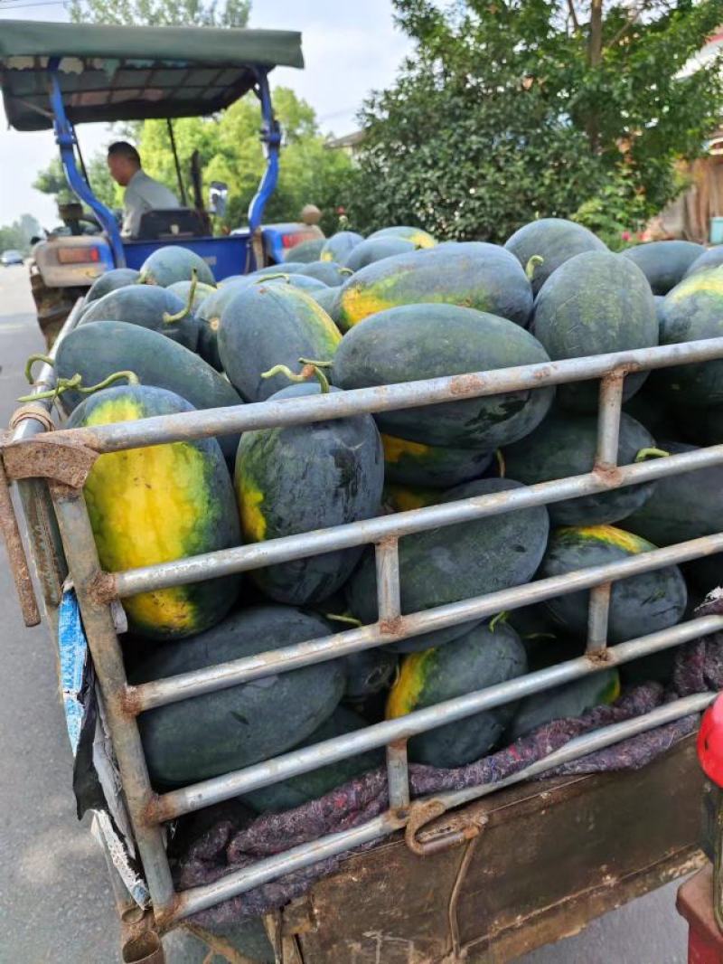 湖北宜城黑美人西瓜大量上市中保质保量真实报价现货现发