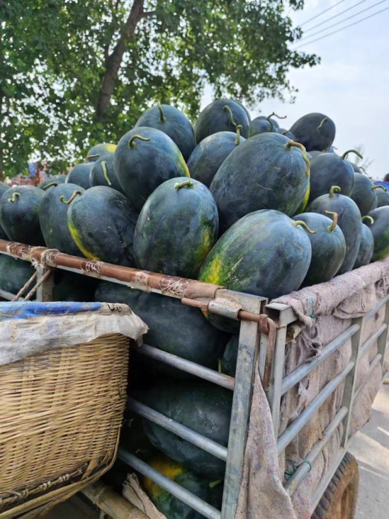 湖北宜城黑美人西瓜大量上市中保质保量真实报价现货现发