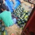 湖北宜城黑美人西瓜大量上市中保质保量真实报价现货现发