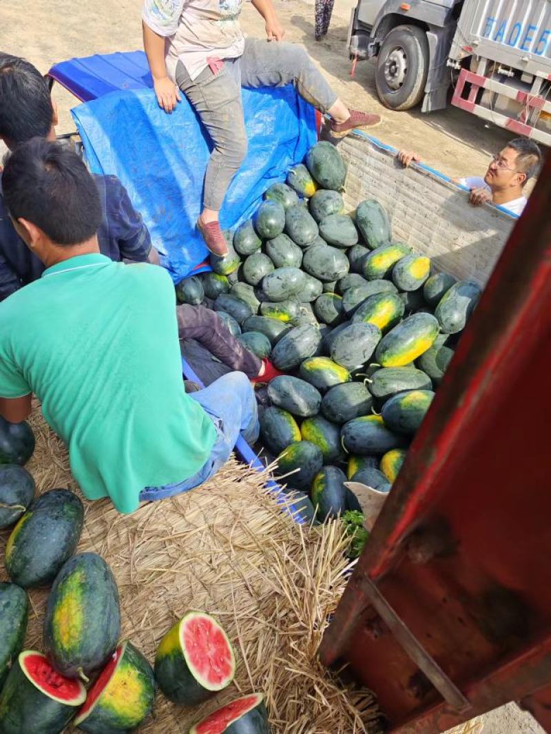湖北宜城黑美人西瓜大量上市中保质保量真实报价现货现发