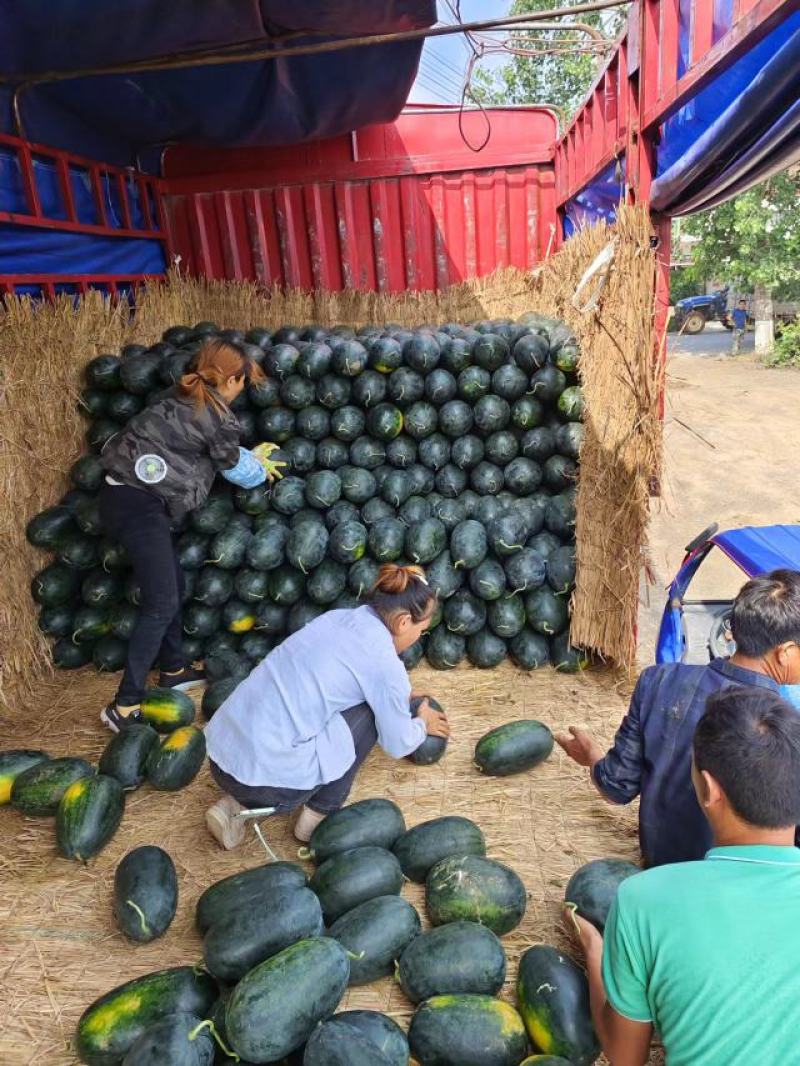 湖北宜城黑美人西瓜大量上市中保质保量真实报价现货现发