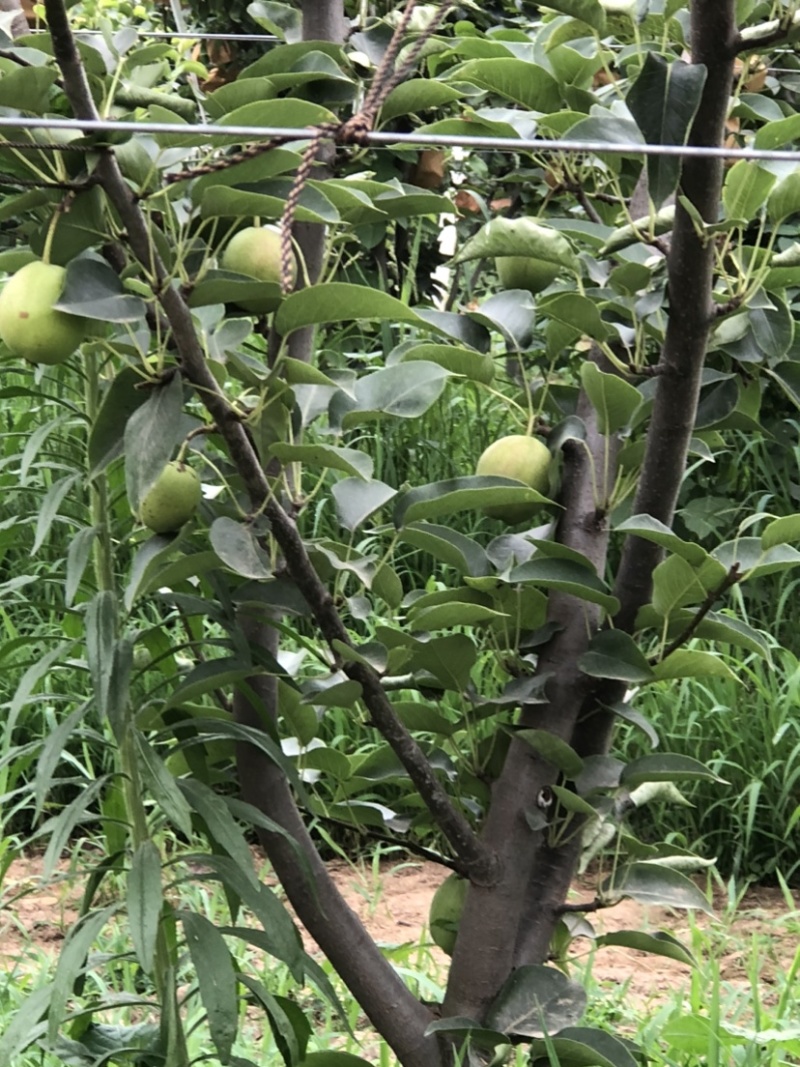 早熟梨，新梨七号即将上市