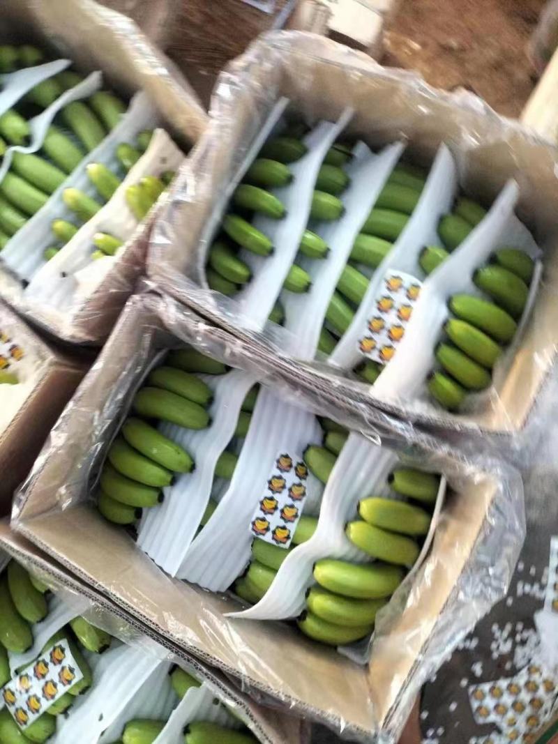 香蕉海南精品香蕉,大量供应，欢迎来店，欢迎合作！