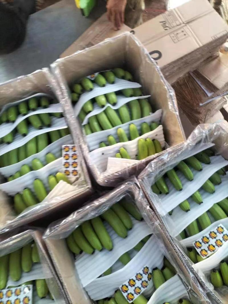香蕉海南精品香蕉,大量供应，欢迎来店，欢迎合作！