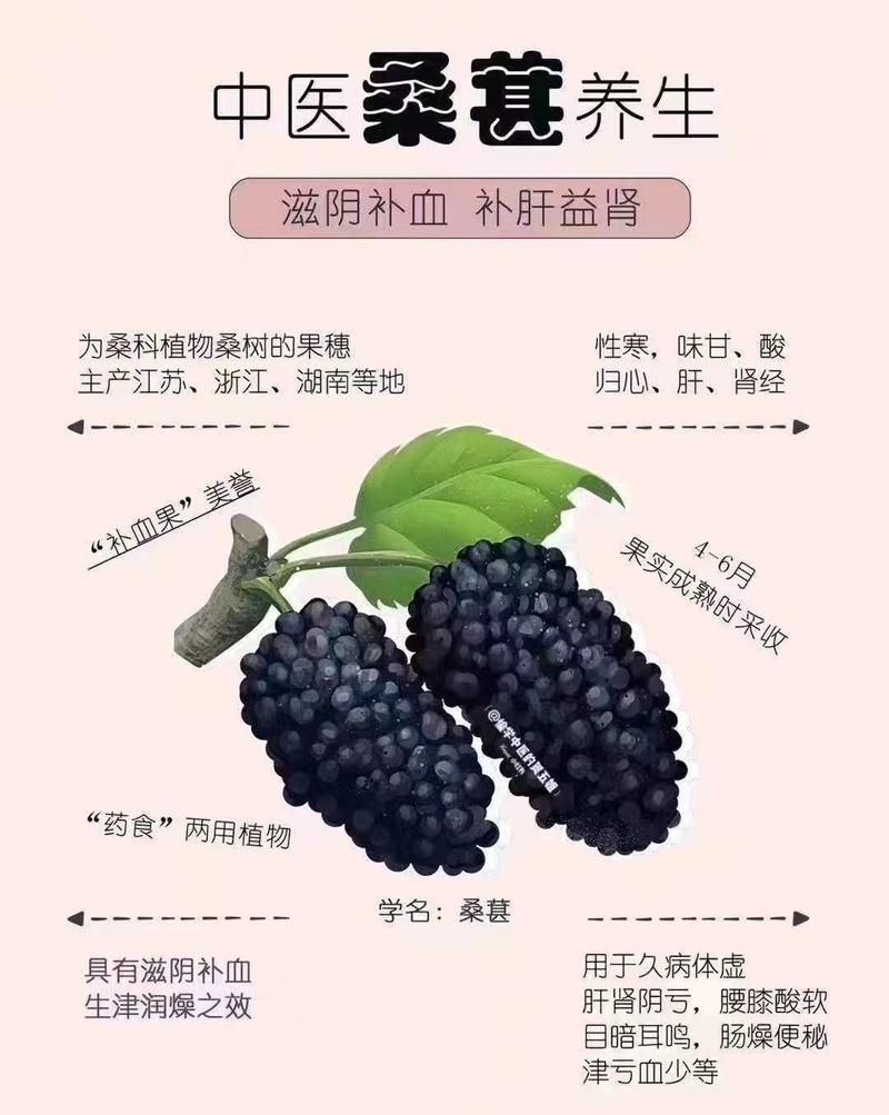 桑葚干