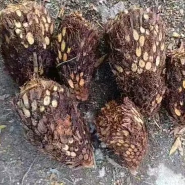 贯众中药材