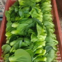 矮脚菜批发
