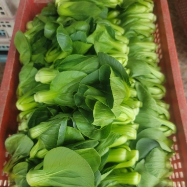 矮脚菜批发