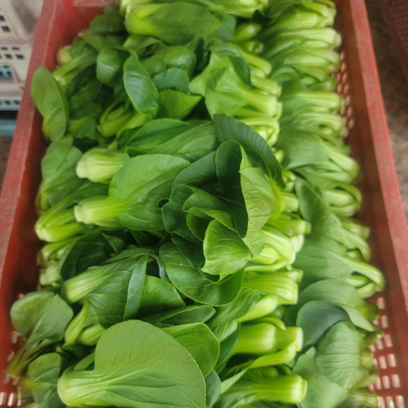 矮脚菜批发
