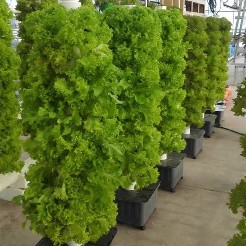 草莓基质，无土栽培水培草莓草莓营养土，草莓架