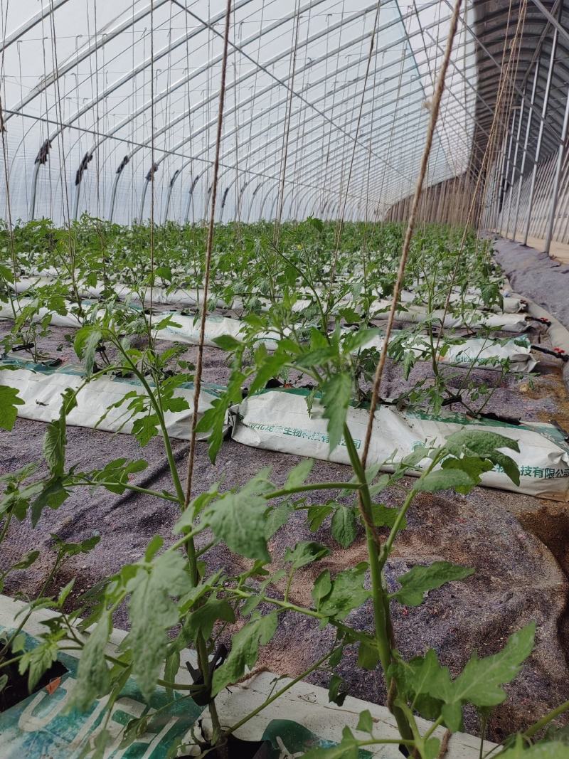 草莓基质，无土栽培水培草莓草莓营养土，草莓架