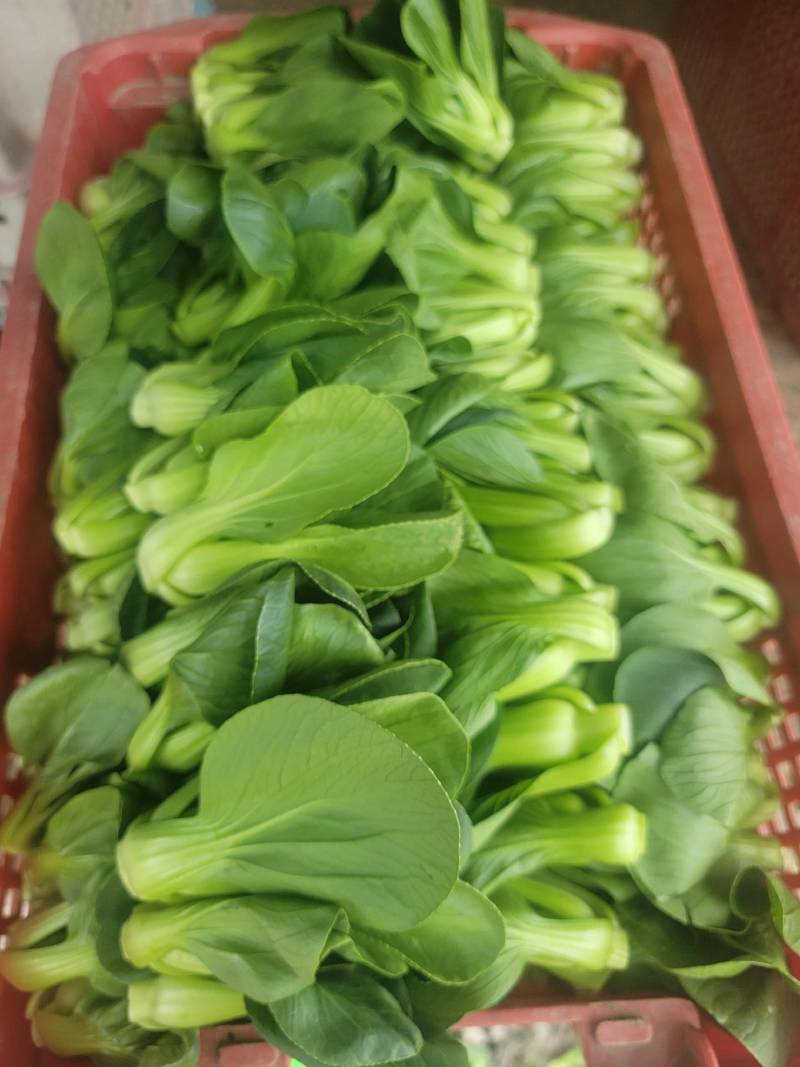矮脚菜批发