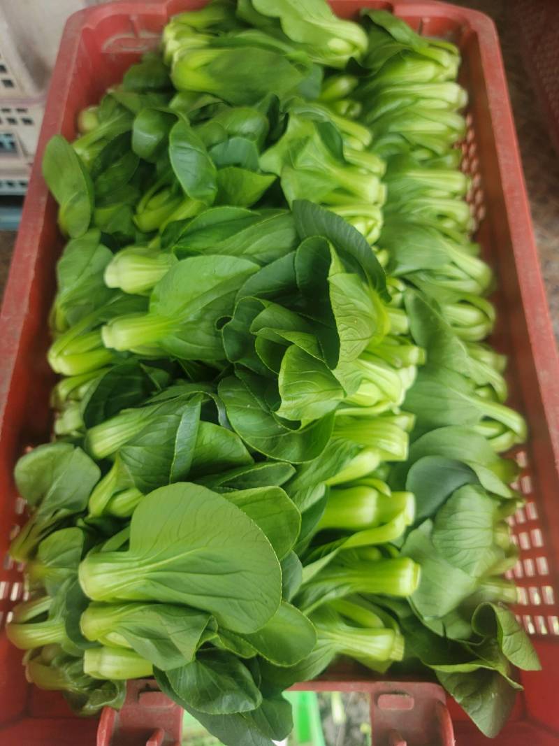 矮脚菜批发