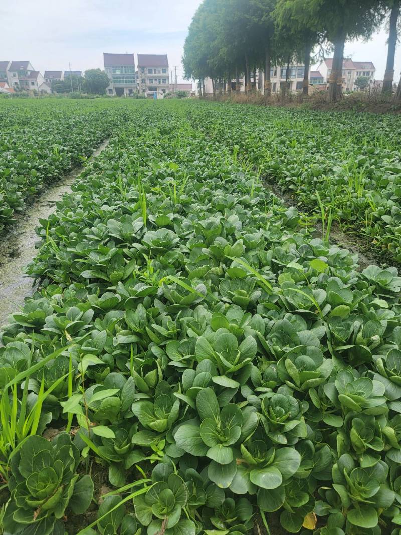 矮脚菜批发