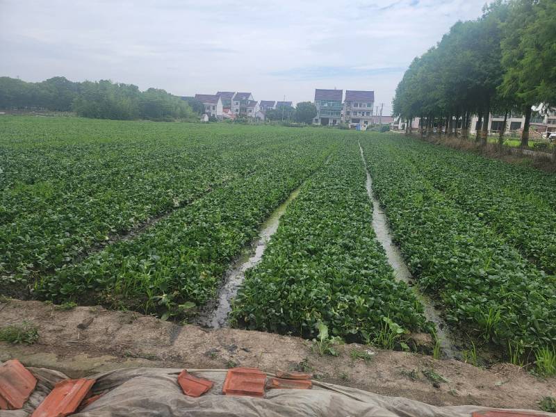 矮脚菜批发
