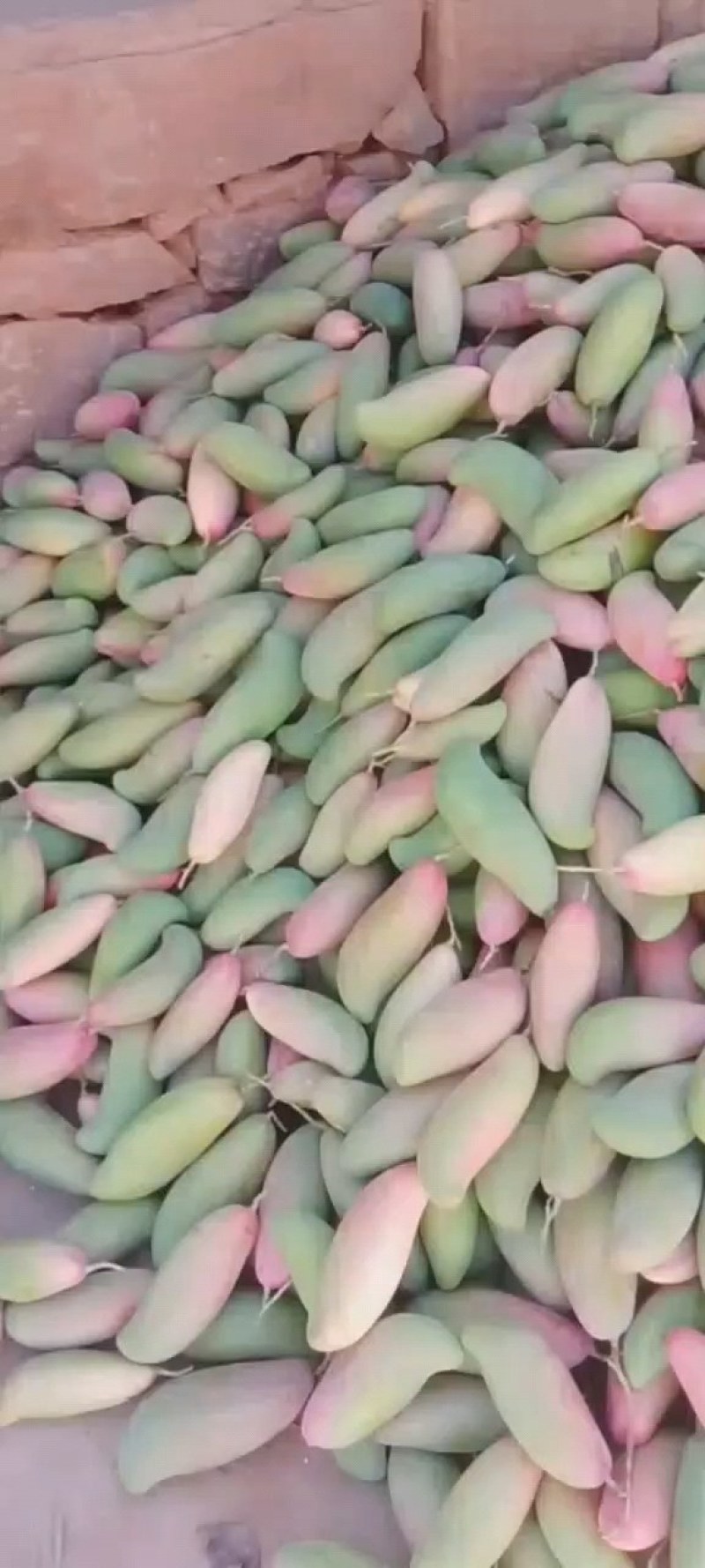 象牙一级果