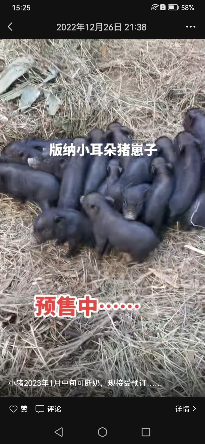 版纳小耳朵猪猪苗