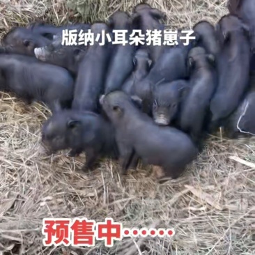版纳小耳朵猪猪苗