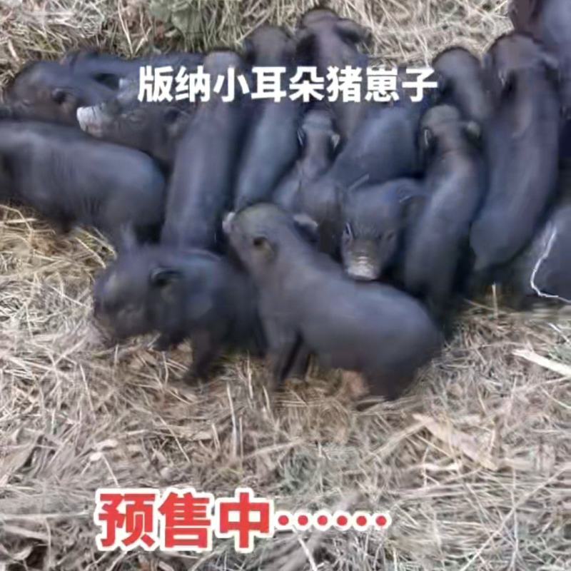版纳小耳朵猪猪苗