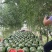 【热销】吉林甜王西瓜产地直发，生瓜包赔，2万斤起产地直发