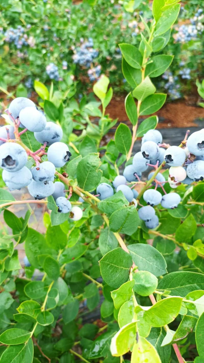 蓝莓绿宝石自己老家的蓝莓地，价格可议