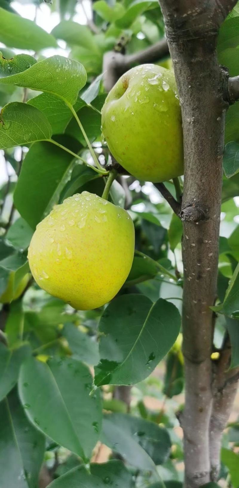 太阳雪梨大量出货承接线上线下市场批发商超配送一件代发等等