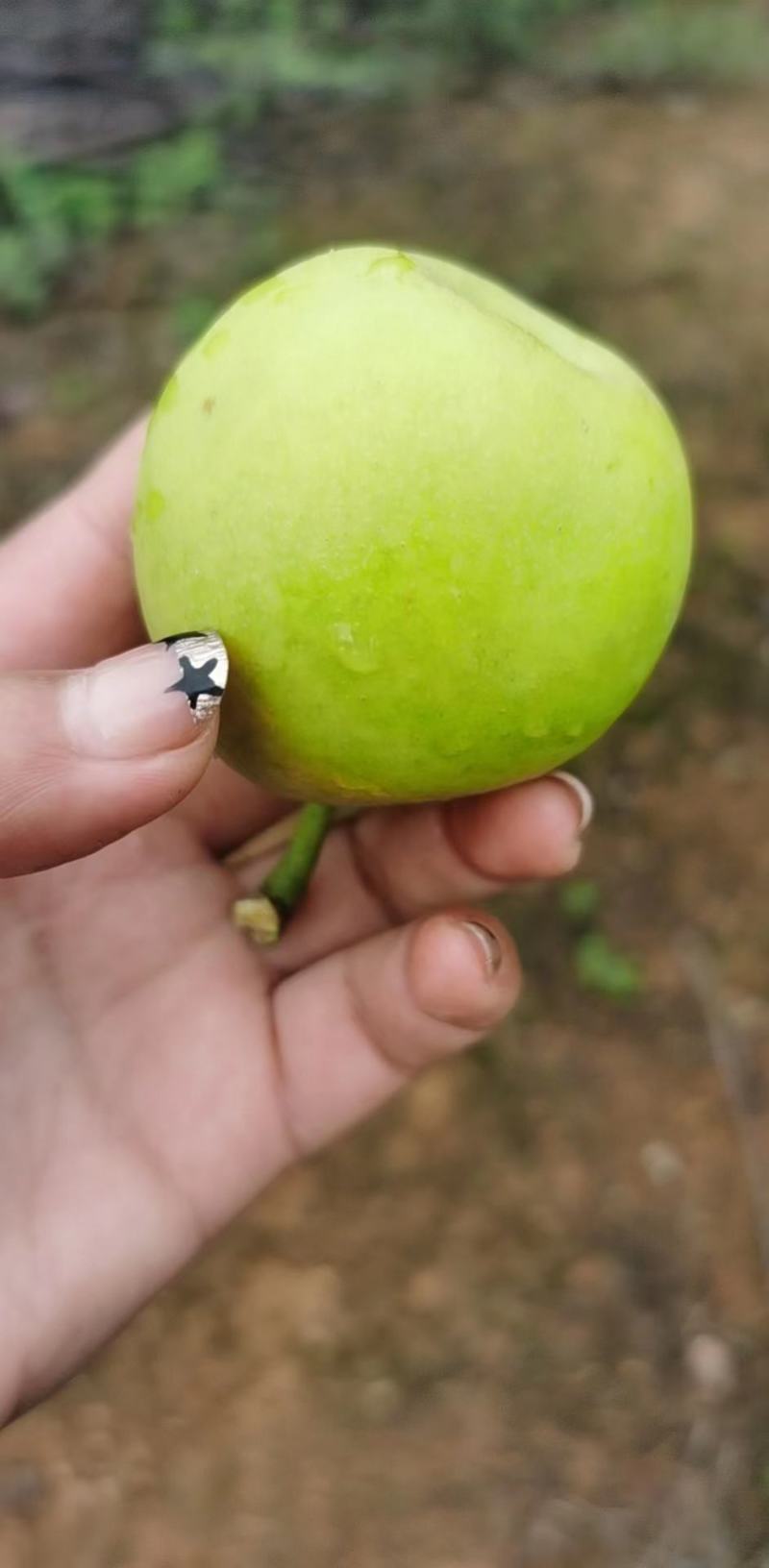 太阳雪梨大量出货承接线上线下市场批发商超配送一件代发等等