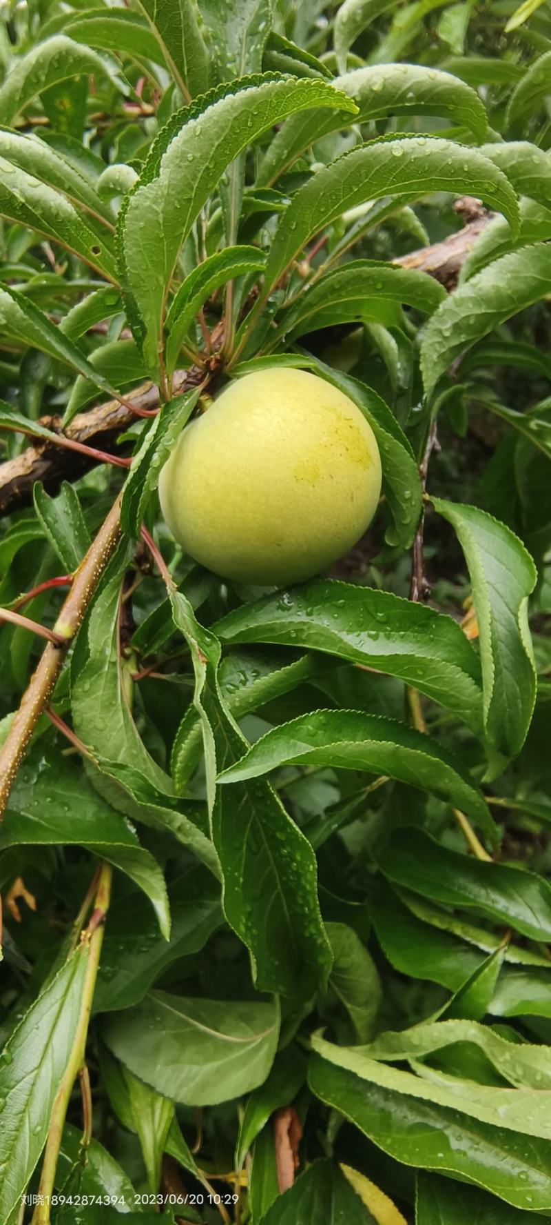 青脆李