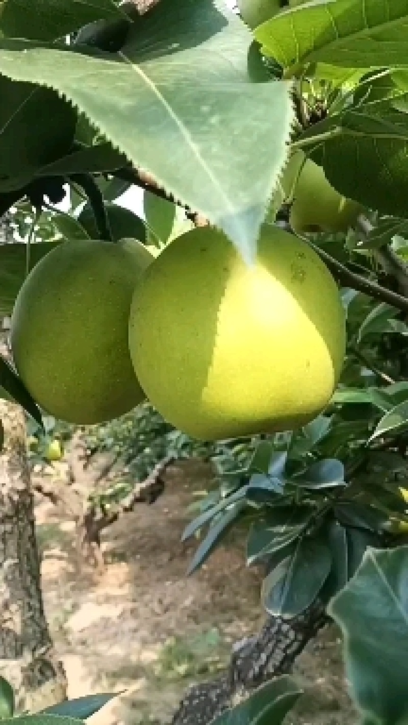 优质苏脆一号梨大量上市。口感酥脆，含糖量高。货源多代发全