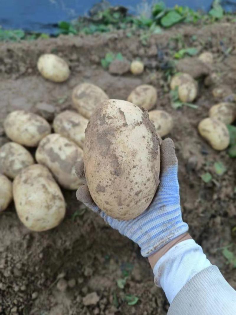 山西文水土豆大量上市