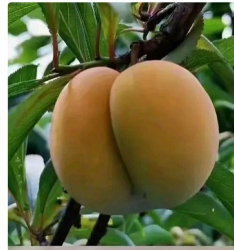 正宗蜂糖李