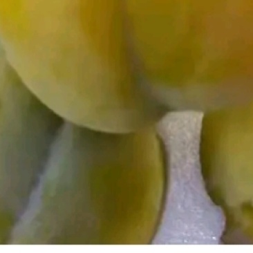 正宗蜂糖李