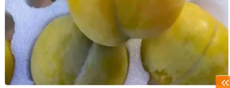 正宗蜂糖李