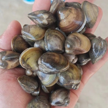 河蚬子