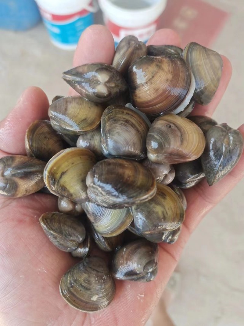 河蚬子