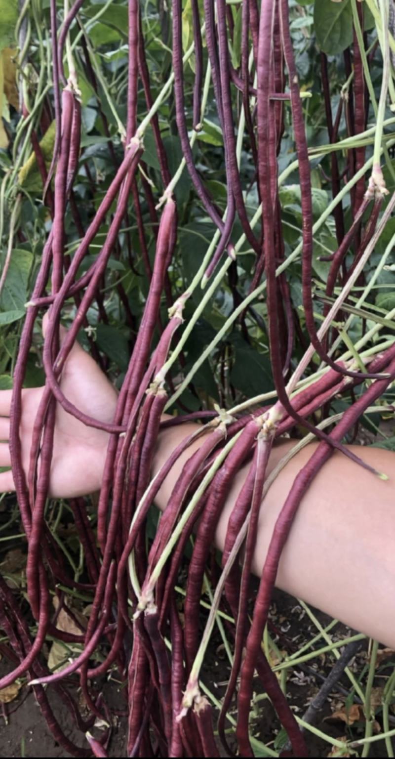 红豇豆种子红娘子新育成特色紫红色长豇豆品种品质好