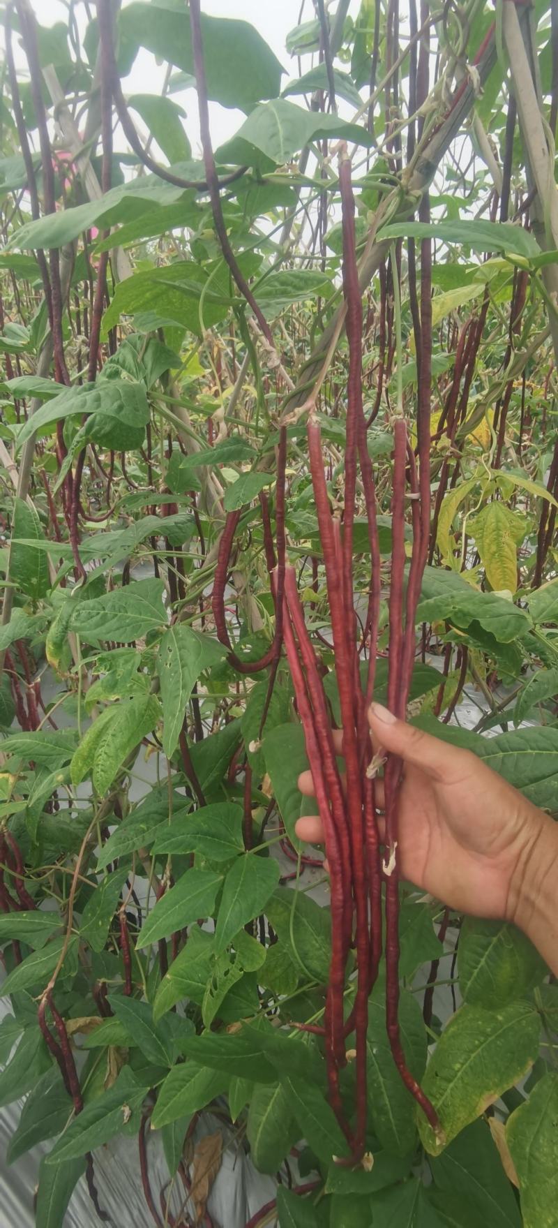 红豇豆种子红娘子新育成特色紫红色长豇豆品种品质好