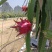 红心火龙果