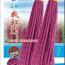 红豇豆种子成豇12新育成特色紫红色长豇豆品种品质好