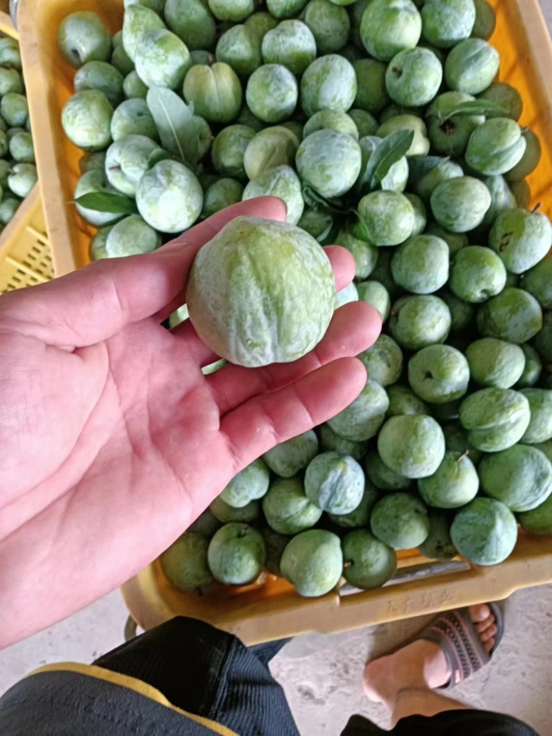 【奈李李子】广西李子产地现摘现发可视频看货量大从优